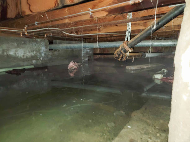 Best Basement water damage restoration  in Sonoma State University, CA