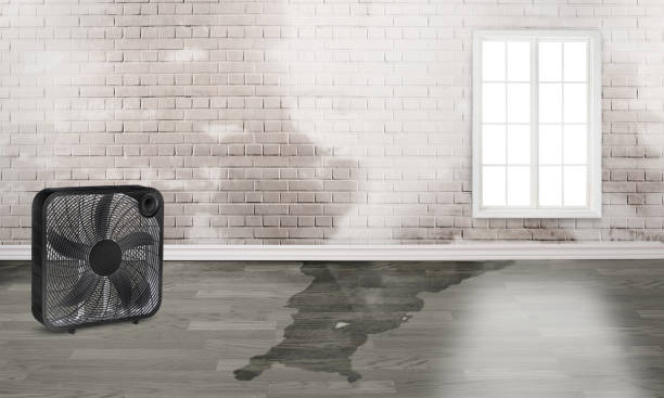 Best Water damage cleanup near me  in Sonoma State University, CA